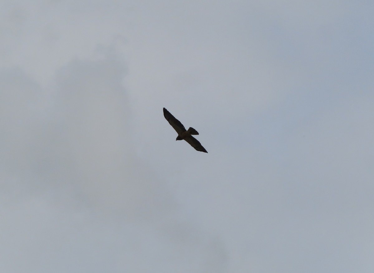 Swainson's Hawk - Violet Kosack