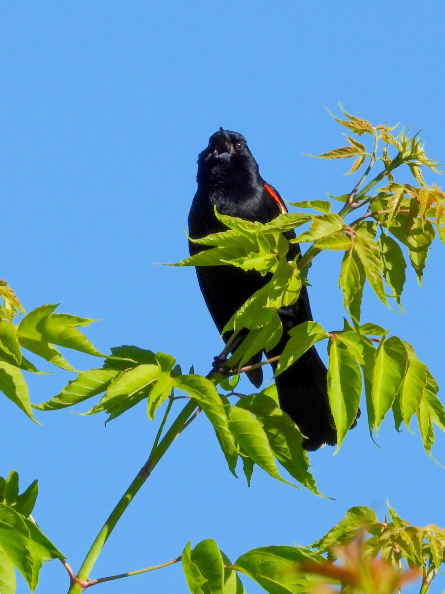 Red-winged Blackbird - Ellen Star