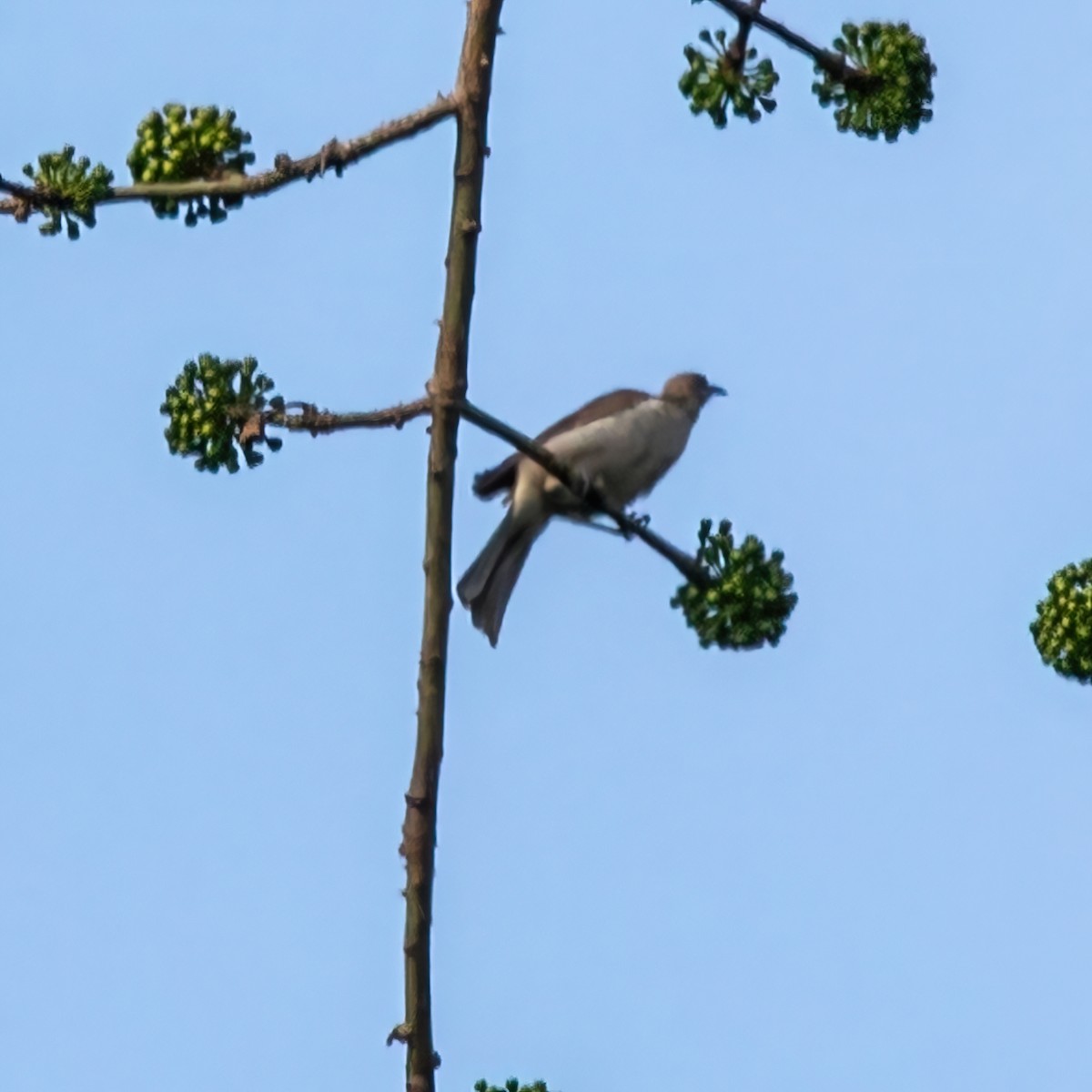 Timor Friarbird - José Teixeira