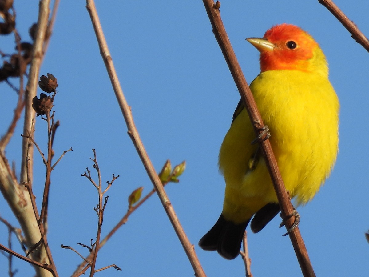 Western Tanager - Kiandra Mitchell