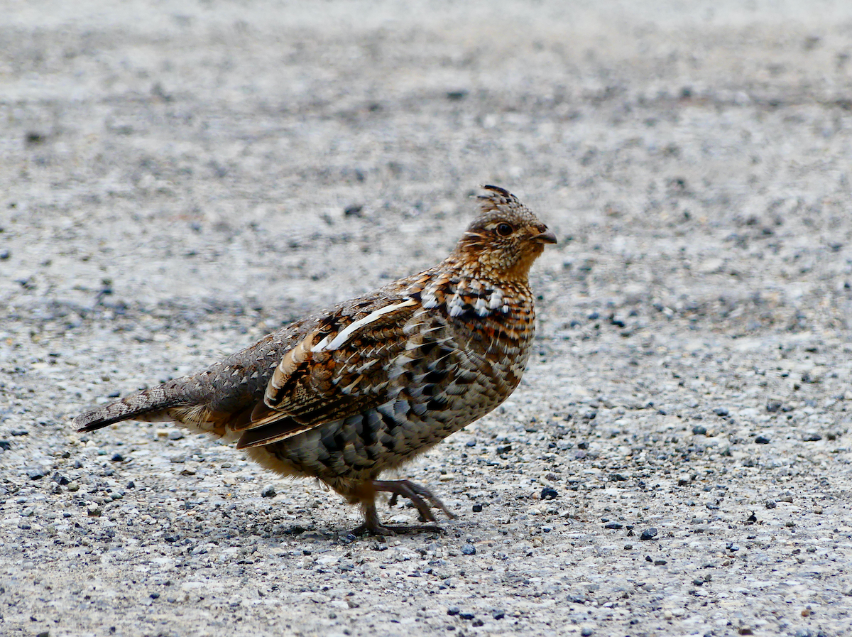 Ruffed Grouse - N Jones