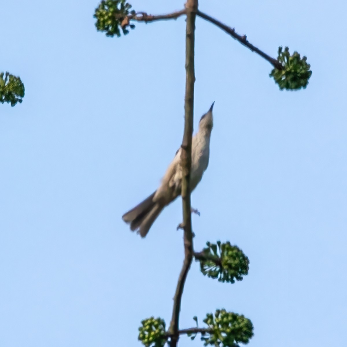 Timor Friarbird - ML619604875