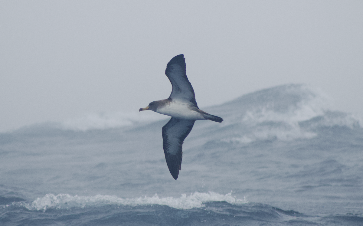 Cory's Shearwater - Andy McGeoch 🦆