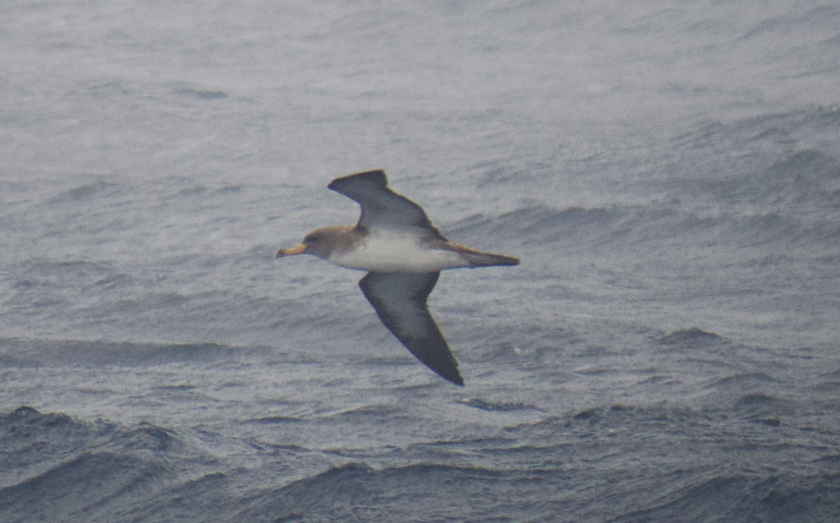 Cory's Shearwater - Andy McGeoch 🦆