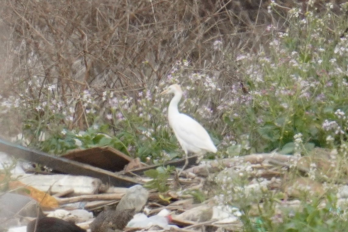 Western Cattle Egret - Nick Thorpe