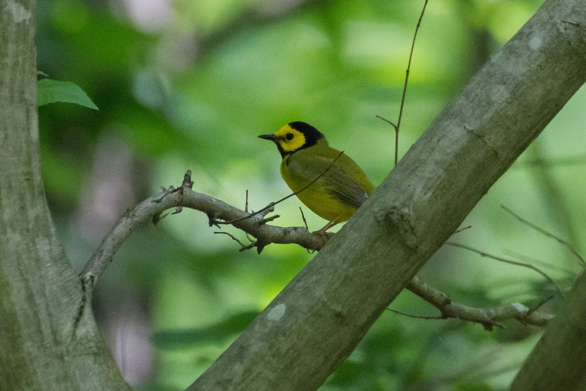 Hooded Warbler - Stella Tea