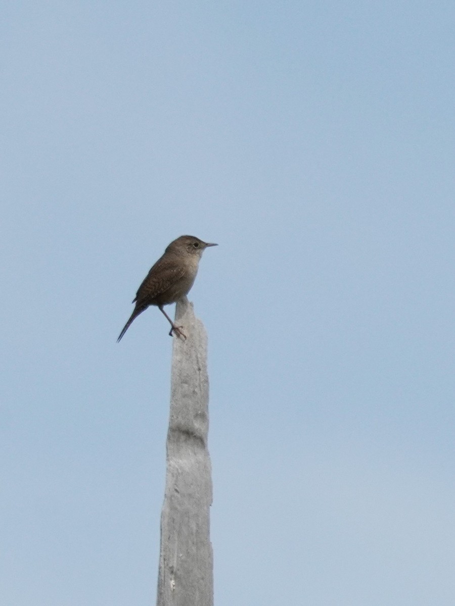 House Wren - Kristy Dhaliwal