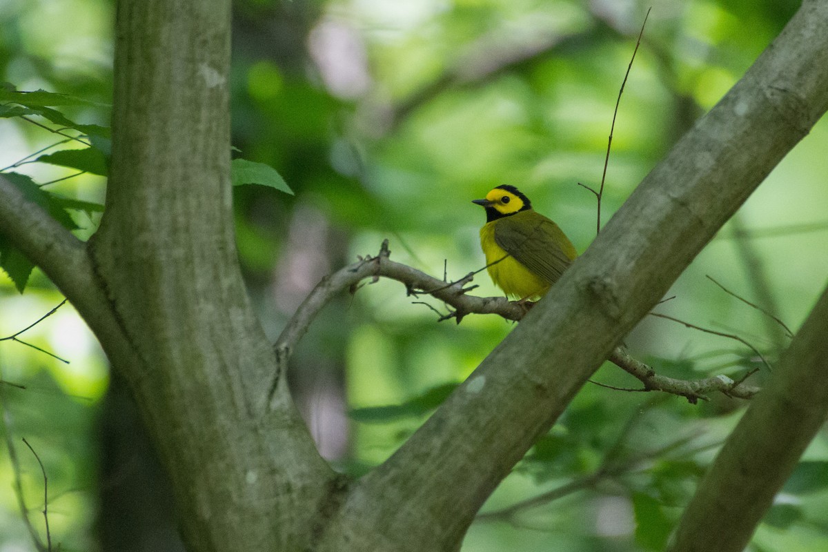 Hooded Warbler - Stella Tea