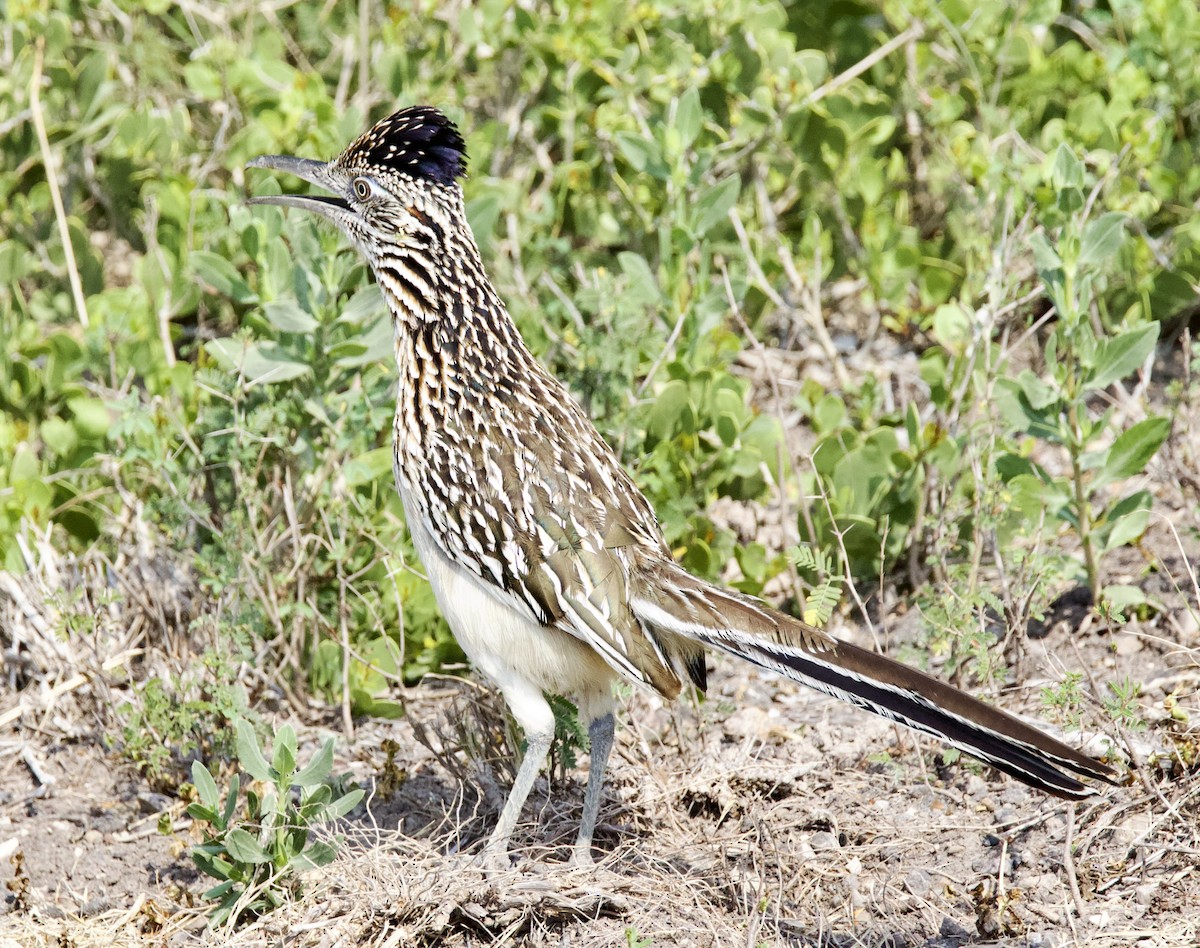 Greater Roadrunner - ML619604890