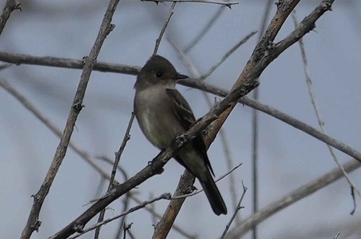 Willow Flycatcher - William Snider