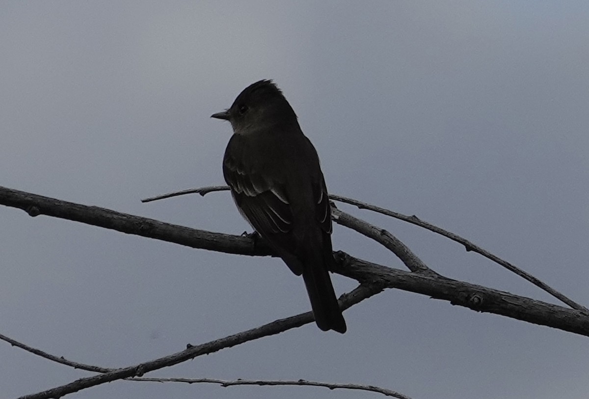 Willow Flycatcher - William Snider