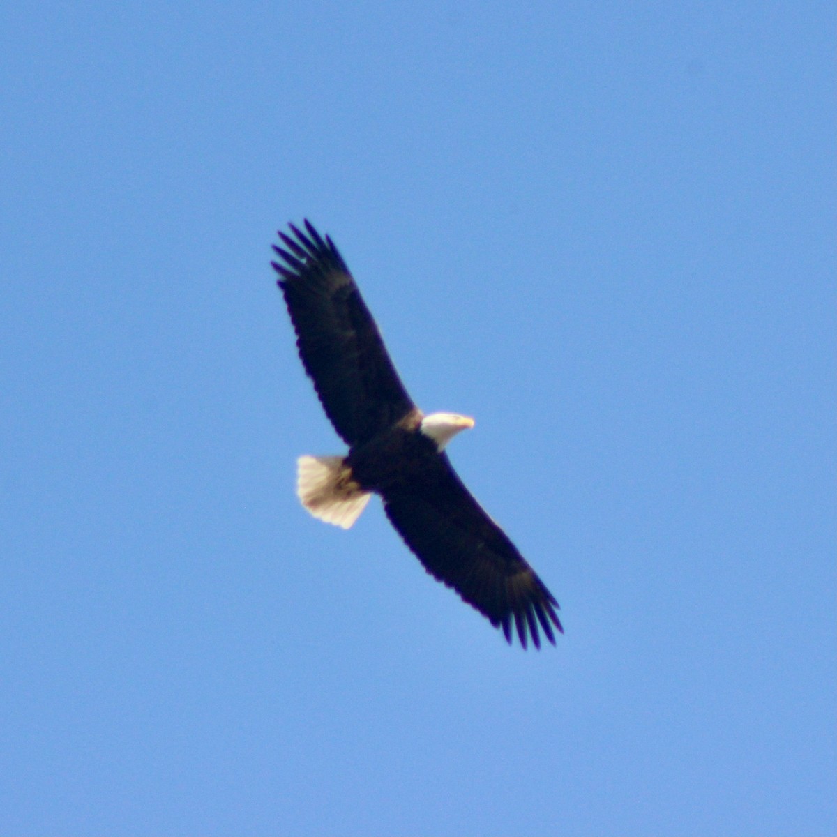 Bald Eagle - James Madter