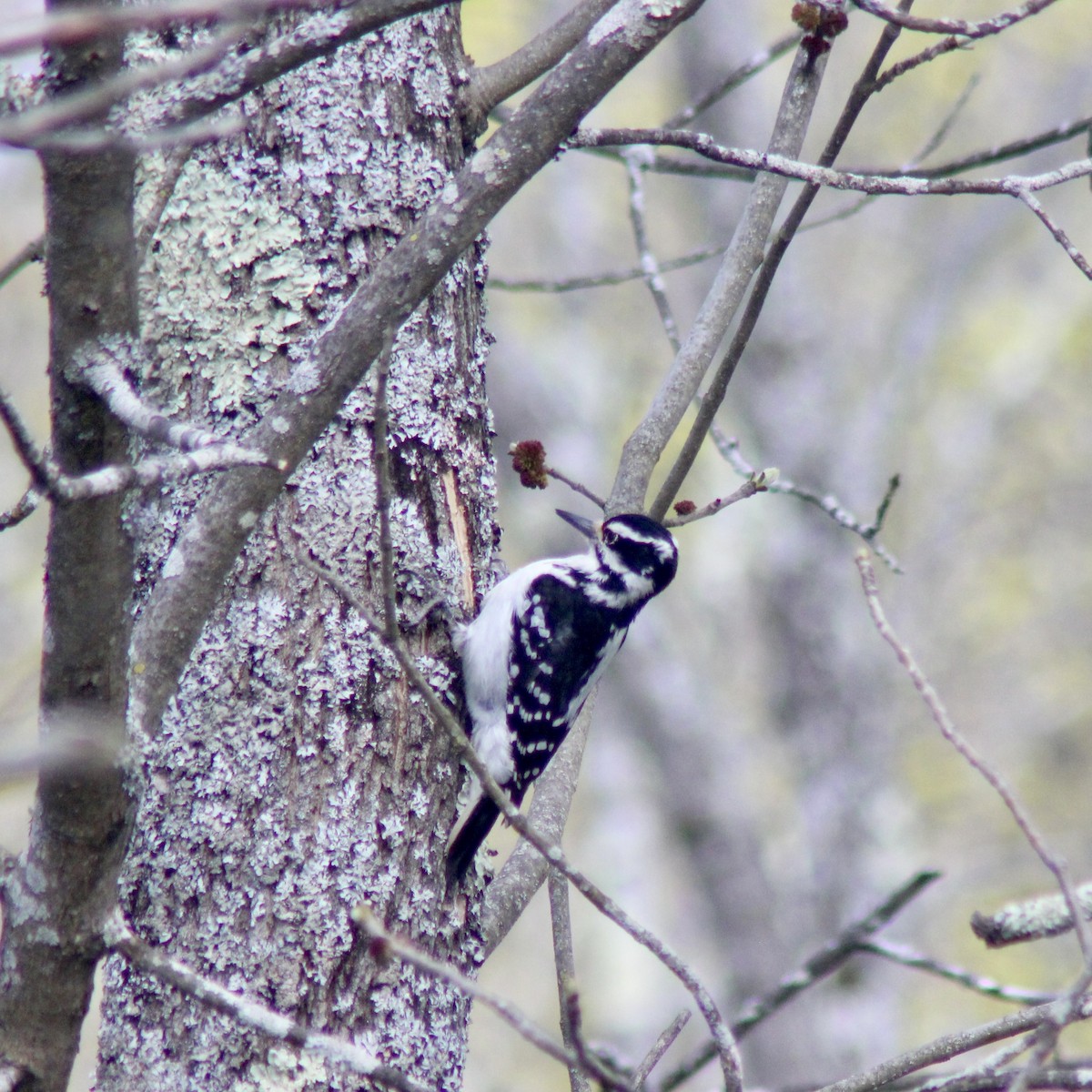 Hairy Woodpecker - James Madter
