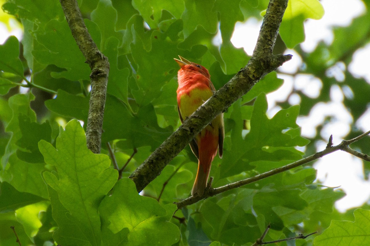 Summer Tanager - Stella Tea