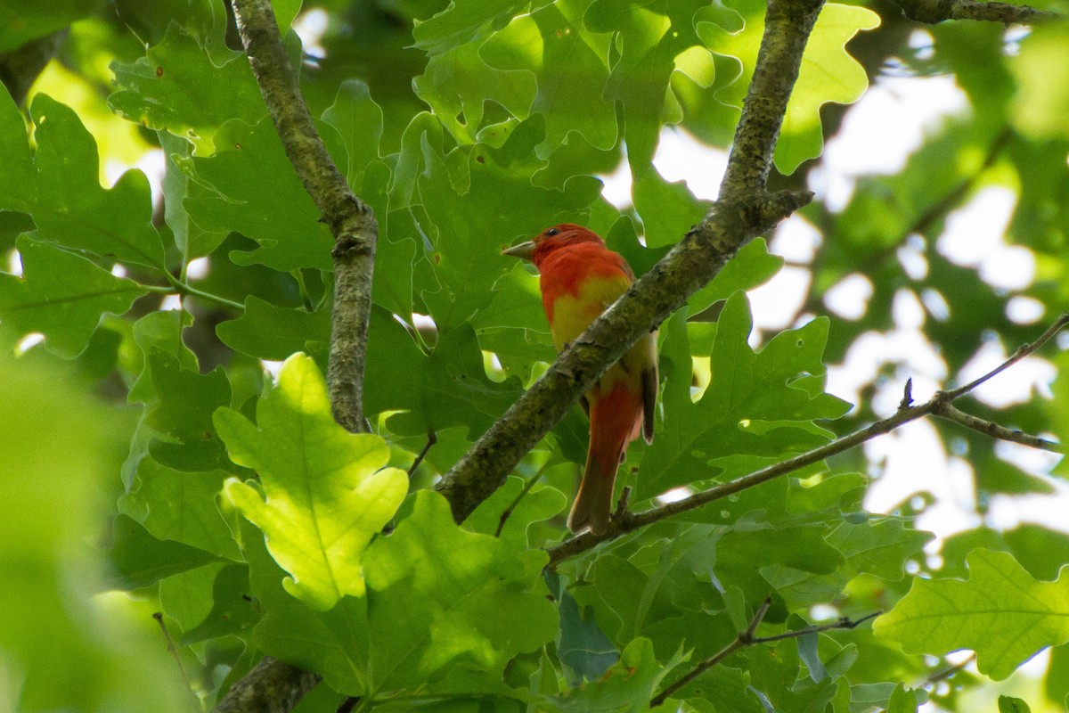 Summer Tanager - Stella Tea