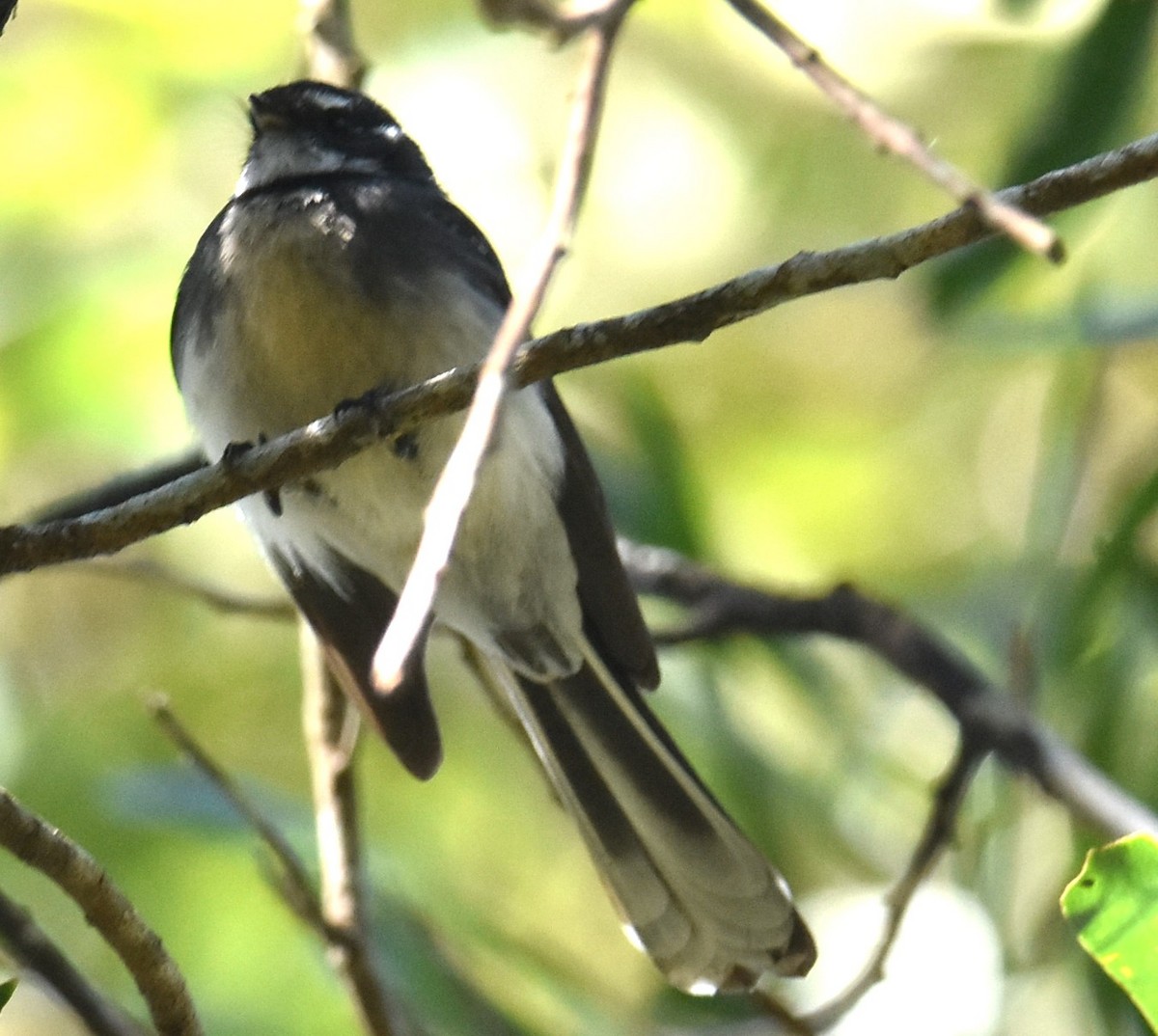 Gray Fantail - Mark Tarnawski