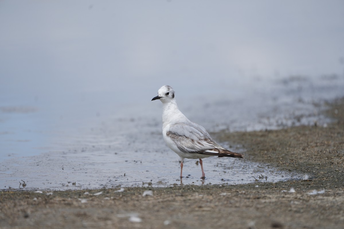 Bonaparte's Gull - ML619604920