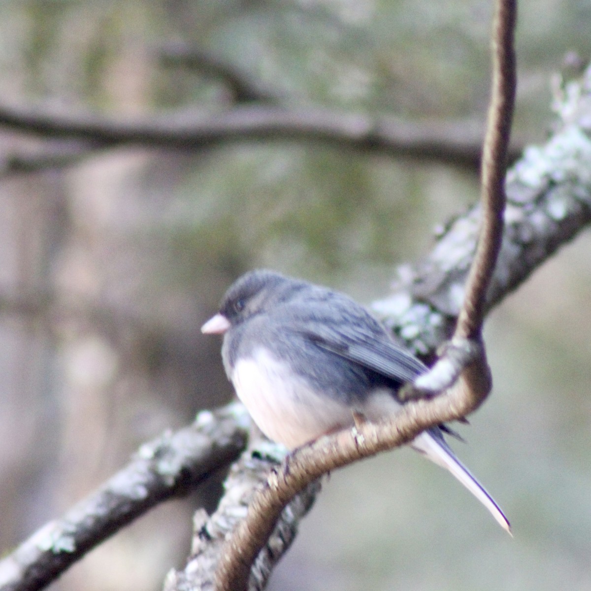 Dark-eyed Junco - James Madter