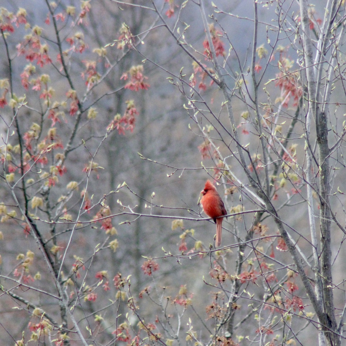 Northern Cardinal - James Madter