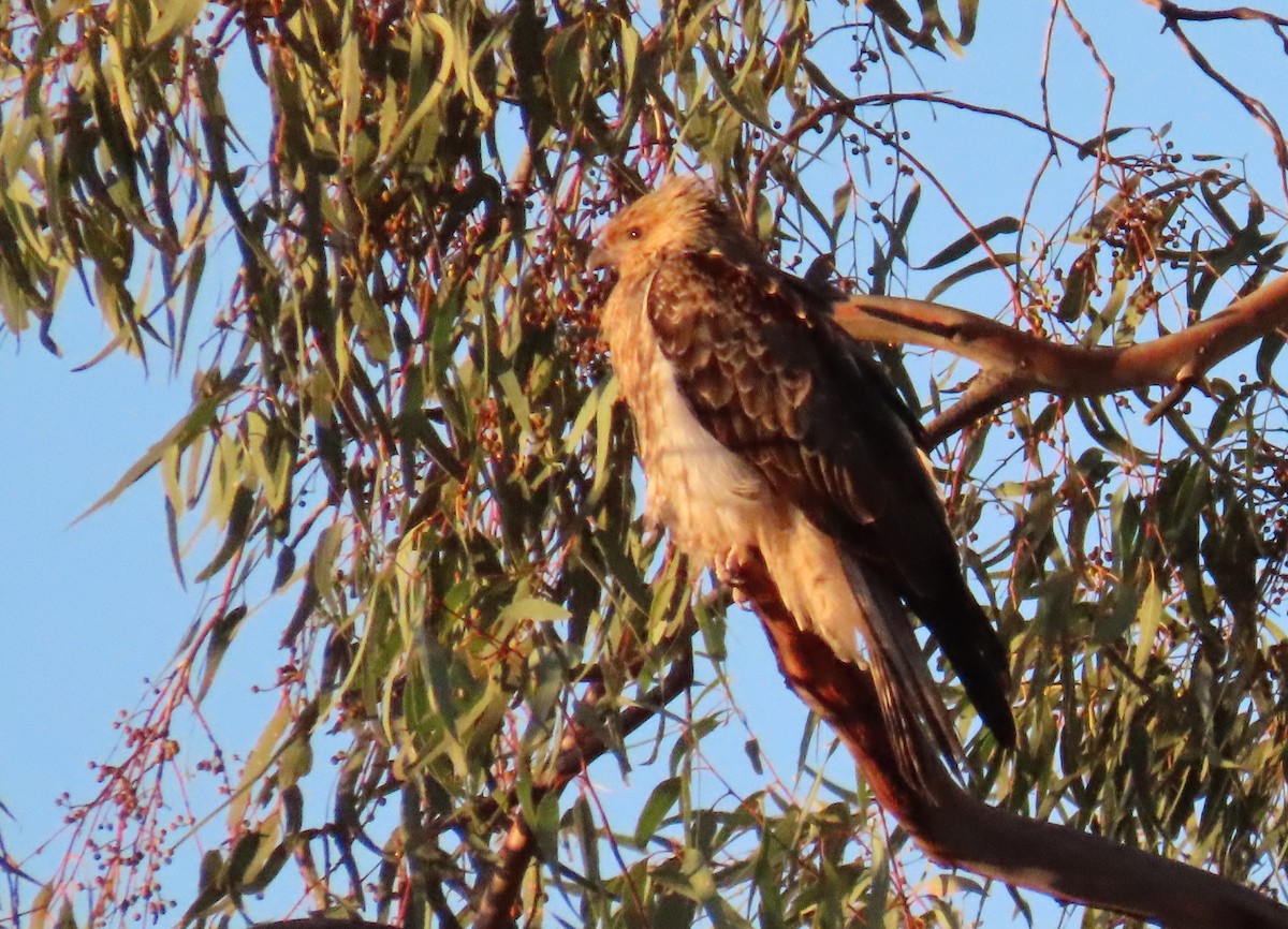 Whistling Kite - Sarah Maddox