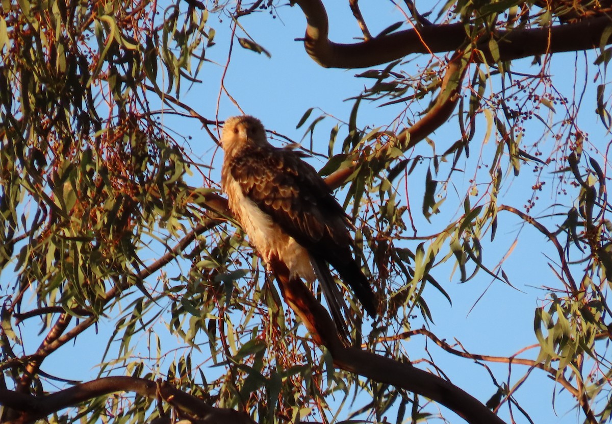 Whistling Kite - Sarah Maddox