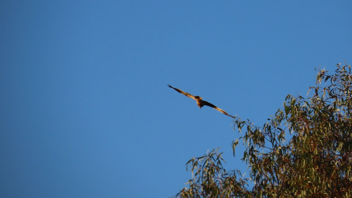 Whistling Kite - Sarah Maddox