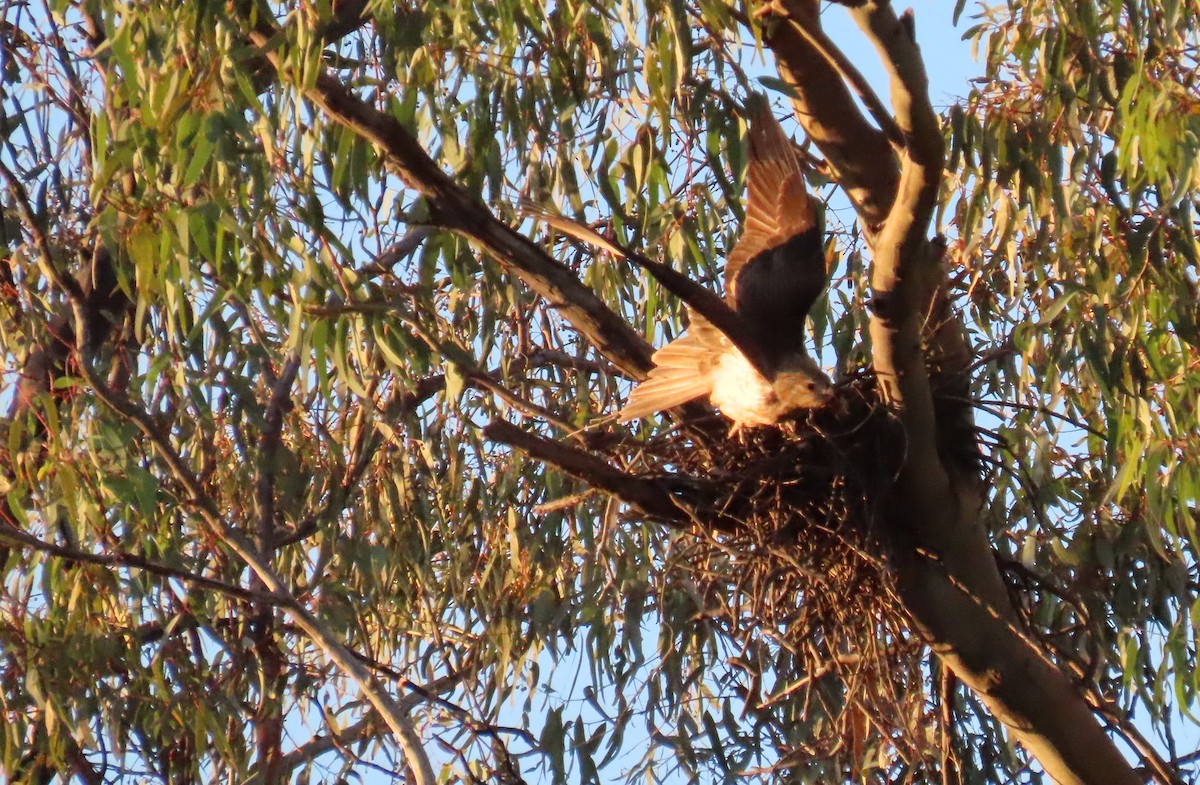 Whistling Kite - Sarah Maddox