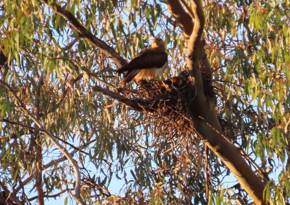 Whistling Kite - Sarah Maddox