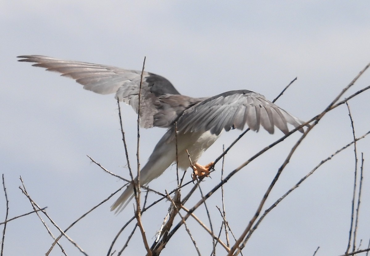White-tailed Kite - ML619604936