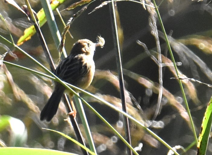 Golden-headed Cisticola - Mark Tarnawski