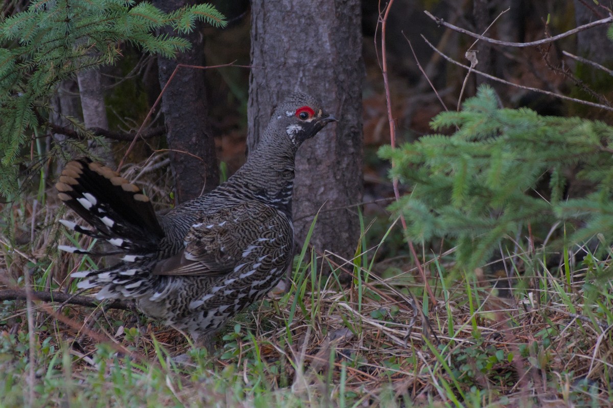 Spruce Grouse - Carson Kearns