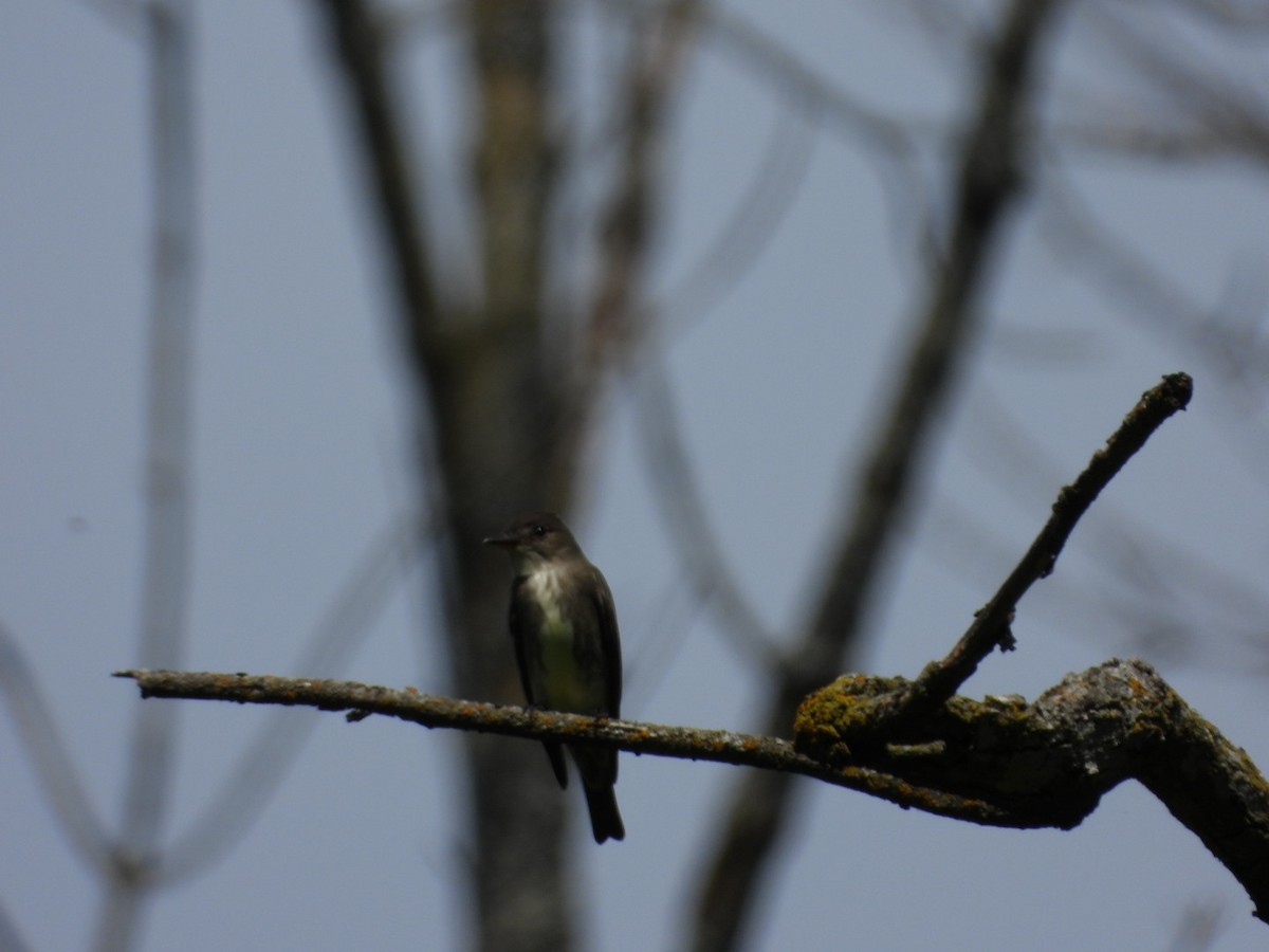 Olive-sided Flycatcher - Andy Noyce