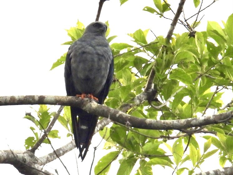 Plumbeous Kite - ML619604949