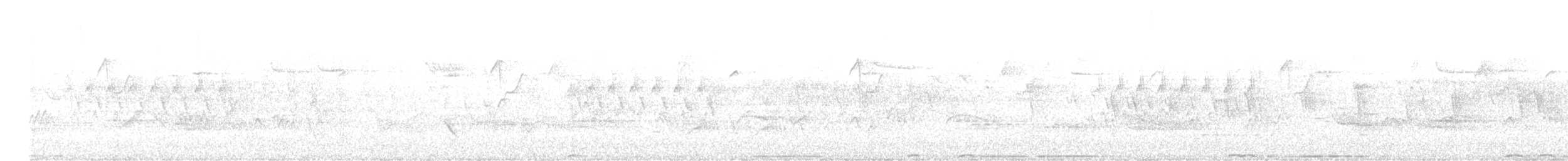 Полосатохвостый голубь [группа fasciata] - ML619604951