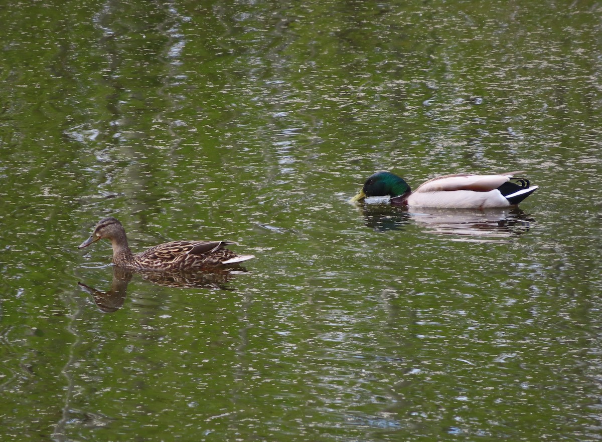 Mallard - Violet Kosack