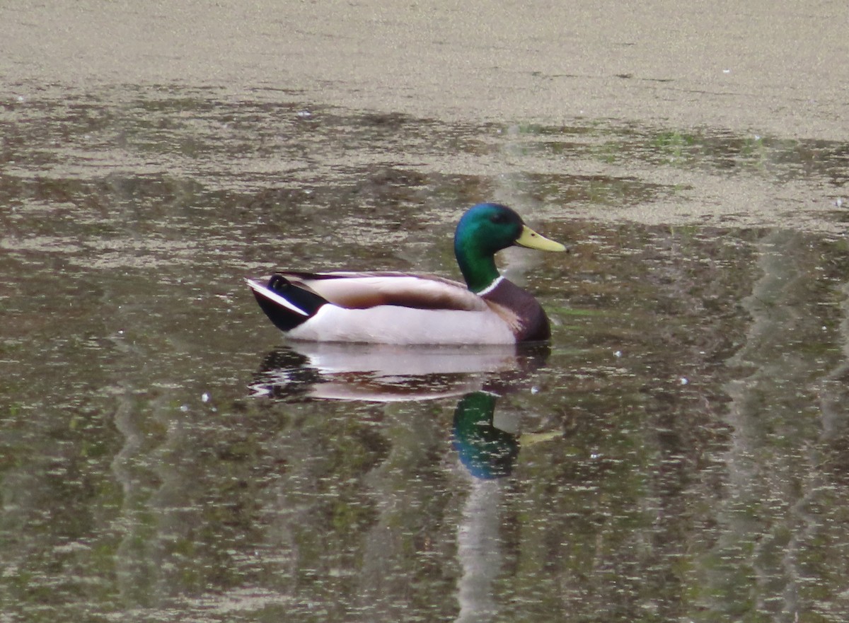 Mallard - Violet Kosack