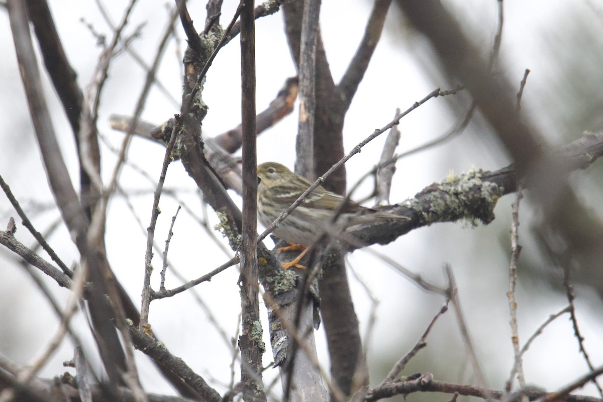 Blackpoll Warbler - Owen Strickland