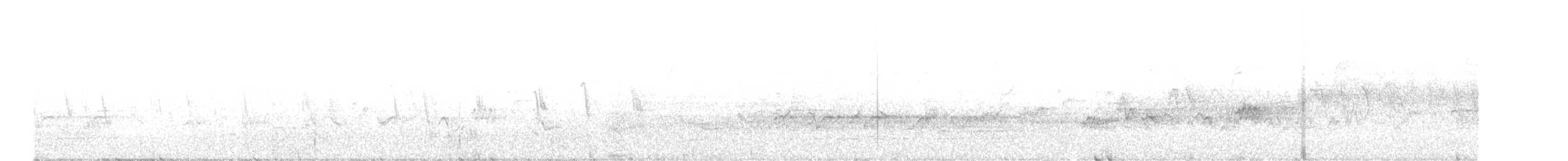 Chara de Steller (grupo stelleri) - ML619604966