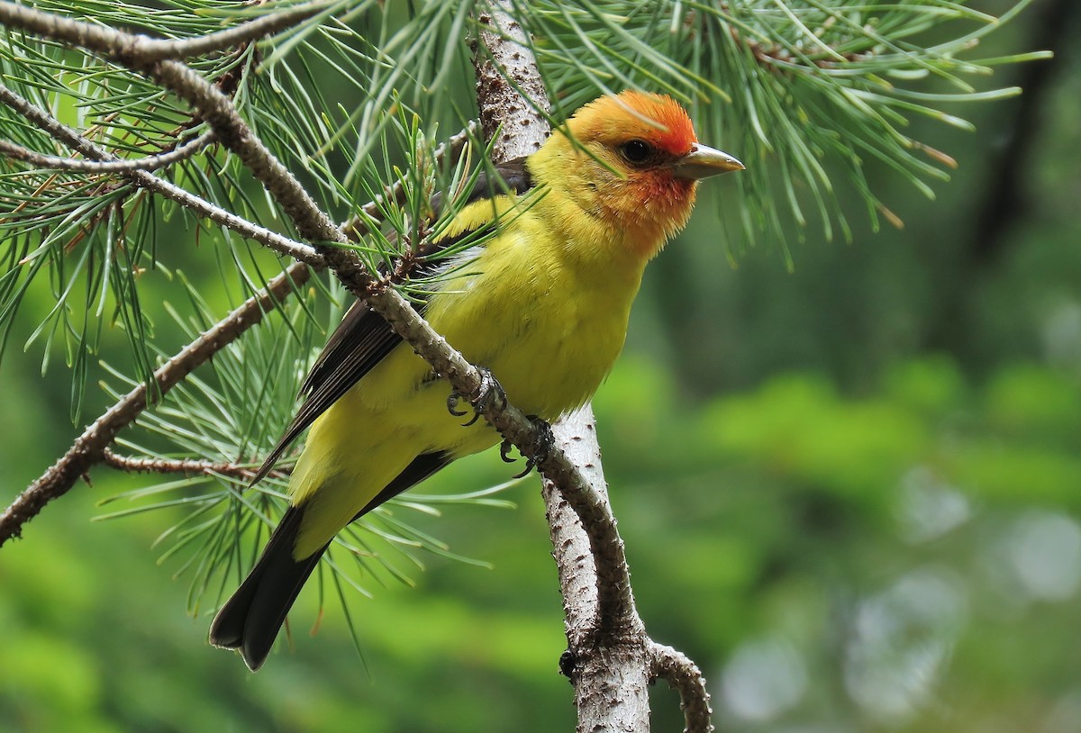 Western Tanager - ML619604969