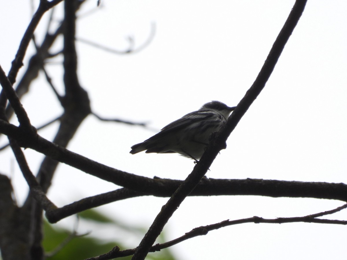 Cerulean Warbler - Andy Noyce