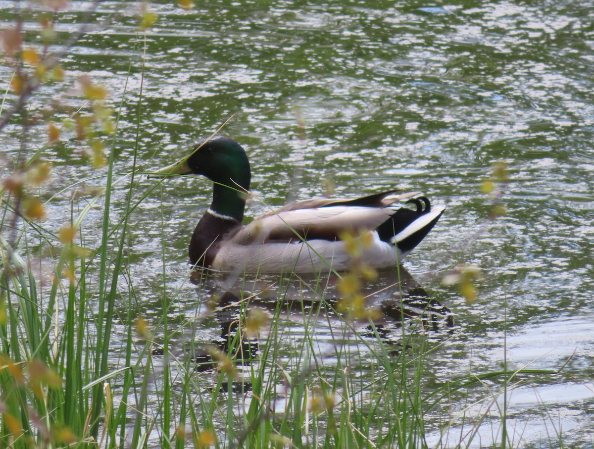 Mallard - Violet Kosack