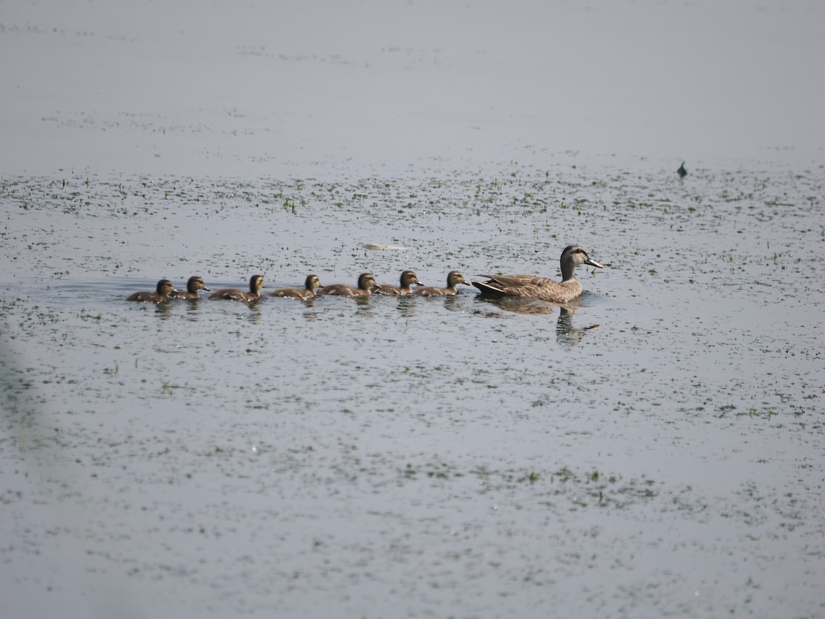 Eastern Spot-billed Duck - ML619604979