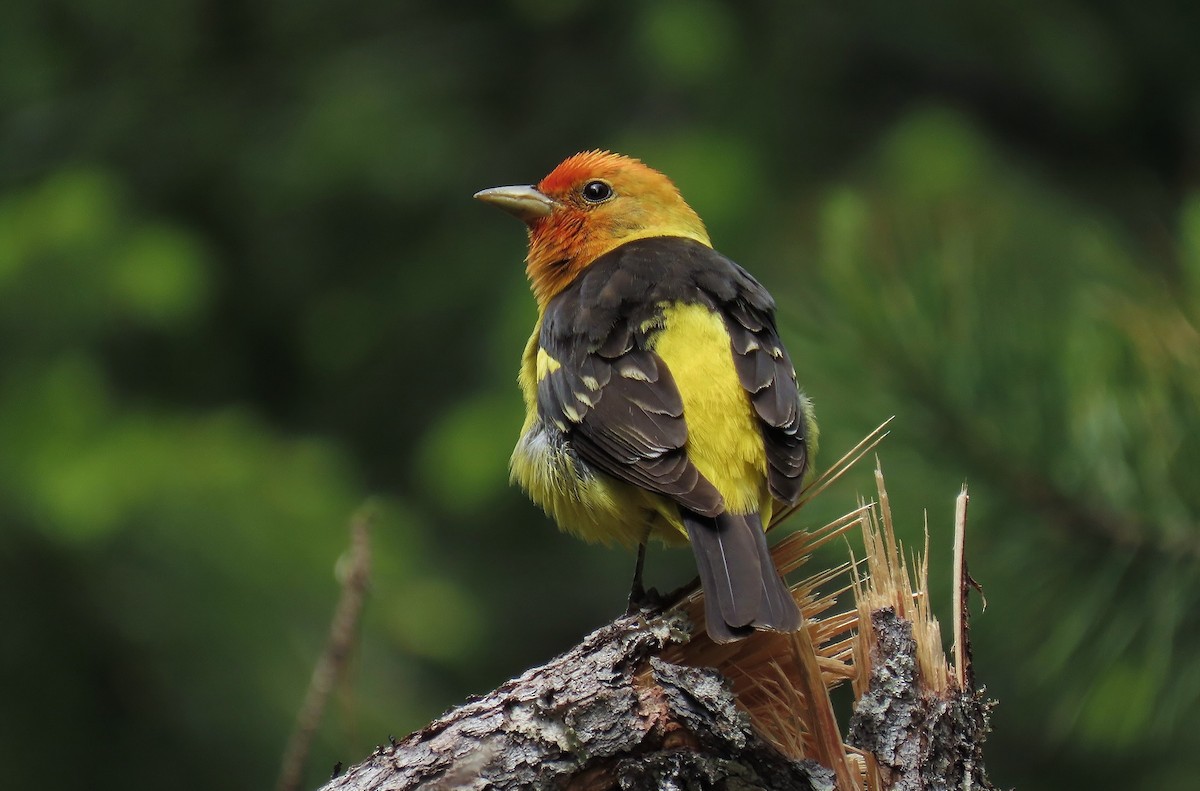 Western Tanager - Guy L. Monty