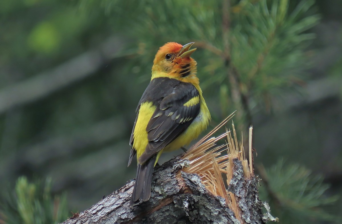 Western Tanager - Guy L. Monty