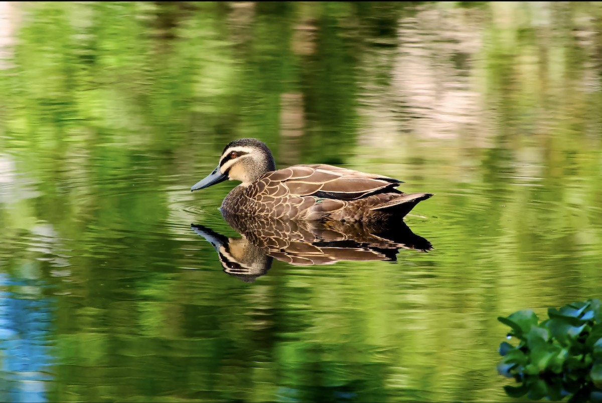 Canard à sourcils - ML619604988