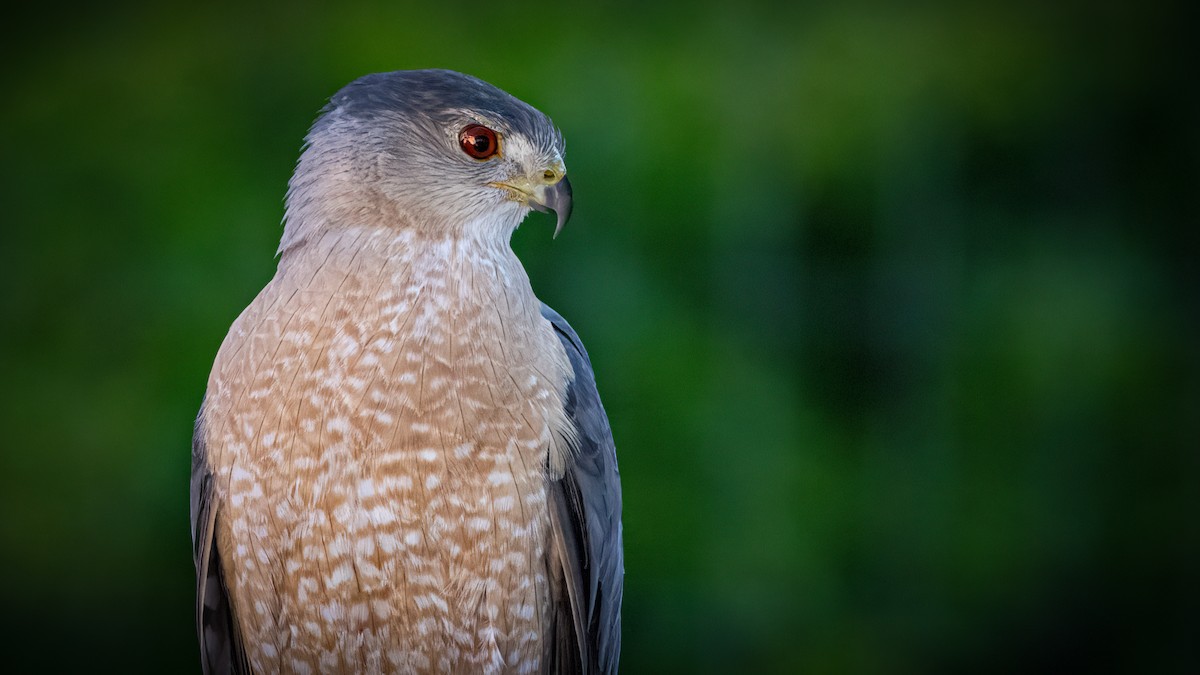 Cooper's Hawk - ML619604989