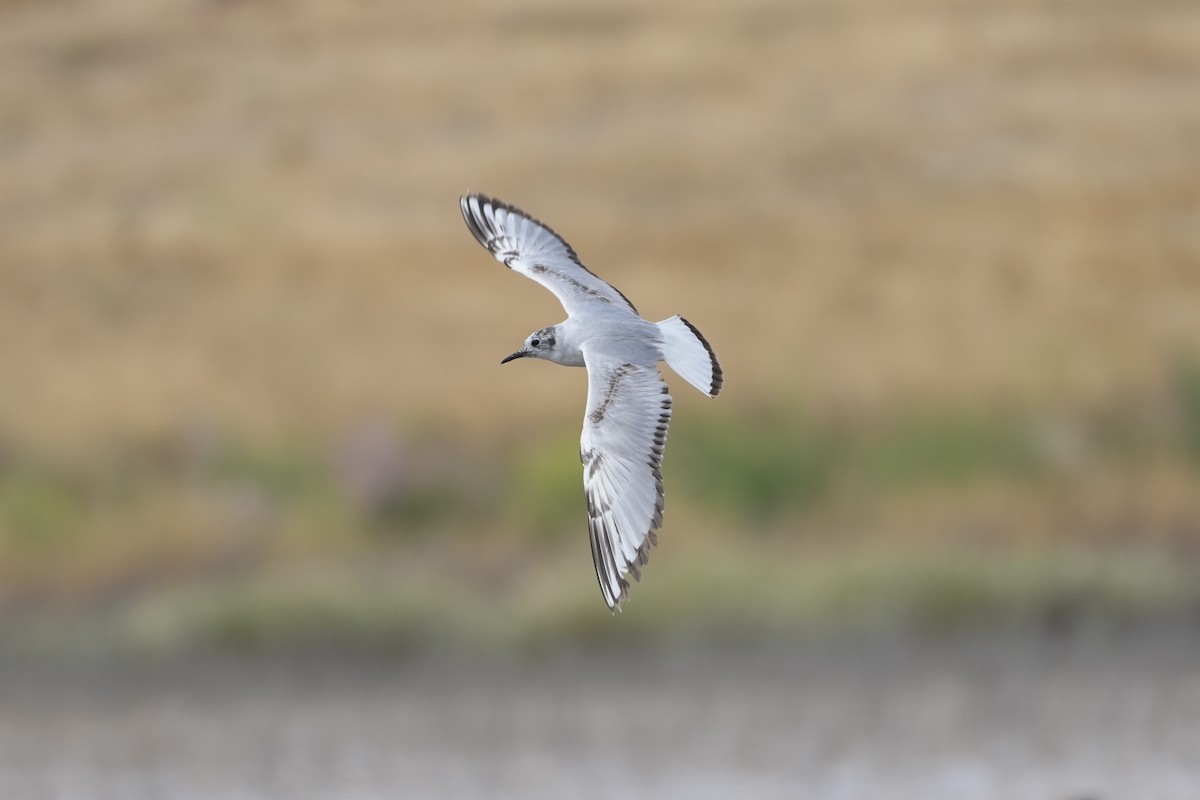 Bonaparte's Gull - Joe RouLaine