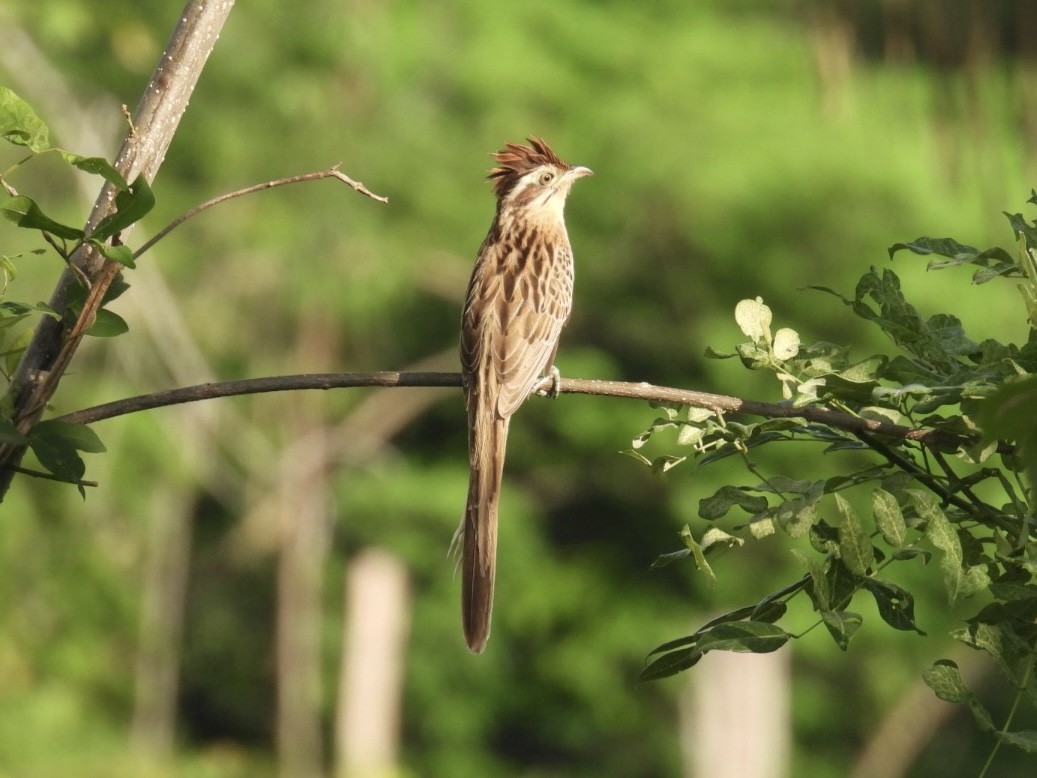 Striped Cuckoo - Tiffany Erickson