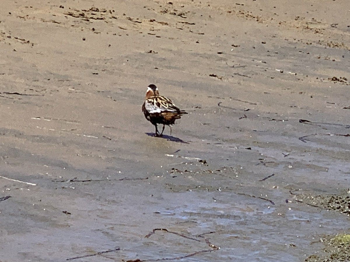 Red Phalarope - ML619604994