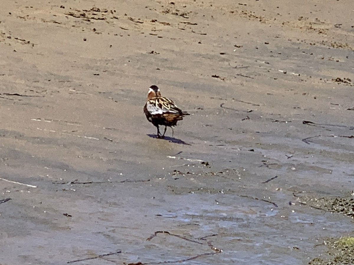 Red Phalarope - Allen Dailey